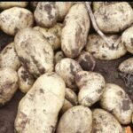 Galena Russet Irish Potato – Sold in 50kg Bags