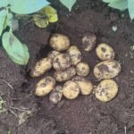 Geronimo Irish Potato – Sold in 50kg Bags