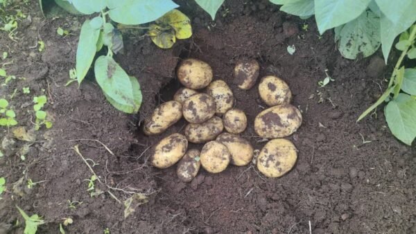 Geronimo Irish Potato – Sold in 50kg Bags