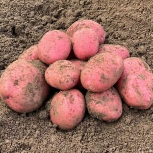 Java Irish Potato – Sold in 50kg Bags
