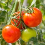 Tomatoes – Sold in 30kg Bags