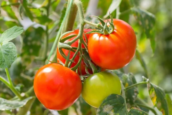 Tomatoes – Sold in 30kg Bags